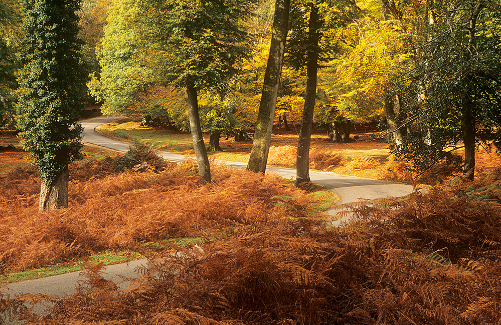Autumn Road through Bolderwood
